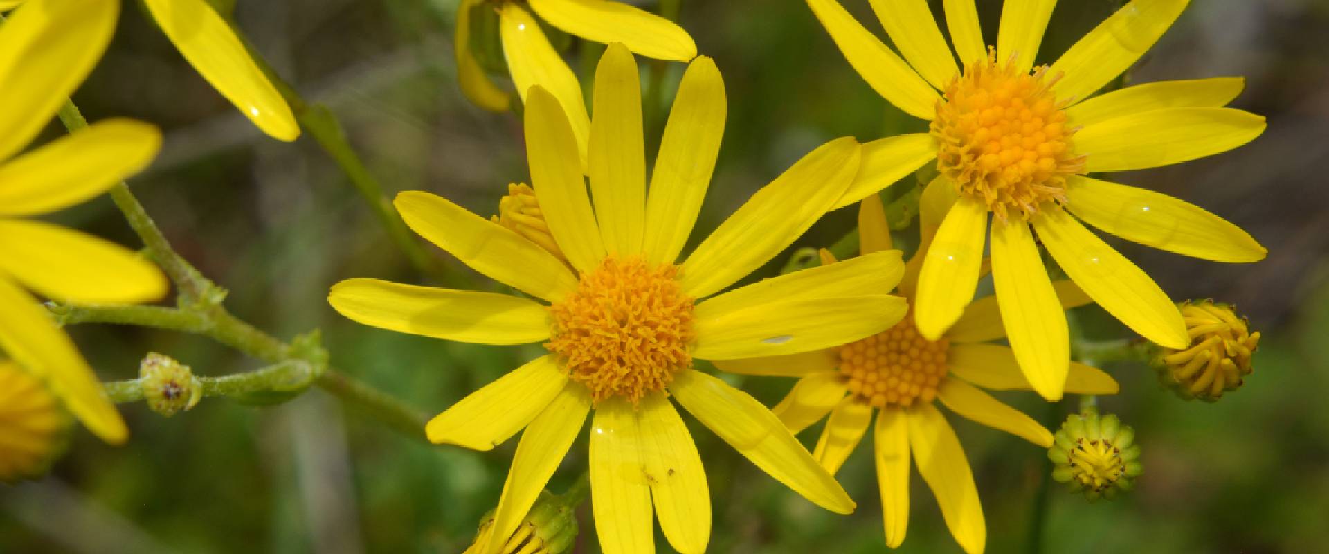 Is ragwort poisonous to fashion dogs